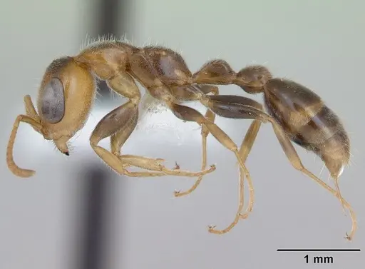 Pseudomyrmex duckei specimen INB0003617154 image inb0003617154_3