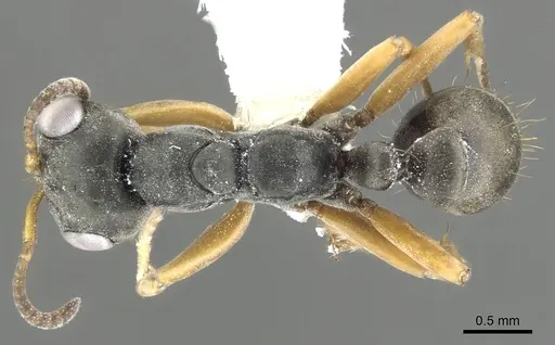 Pseudomyrmex eculeus specimen CASENT0902840 image casent0902840_1