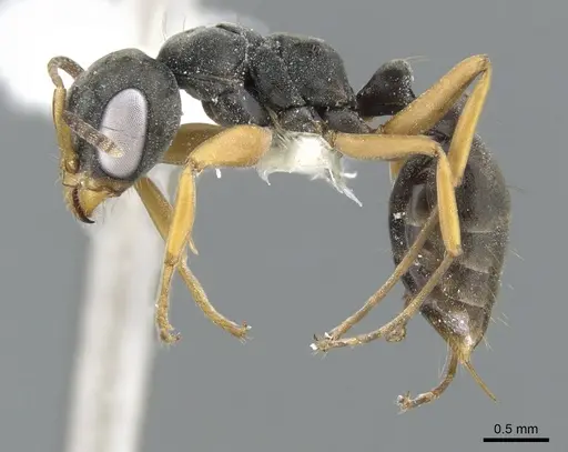 Pseudomyrmex eculeus specimen CASENT0902840 image casent0902840_3