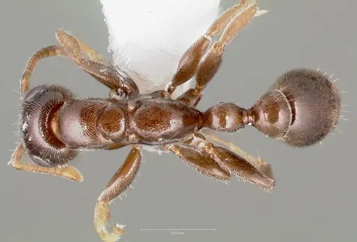 Pseudomyrmex eduardi specimen CASENT0005873 image casent0005873_1