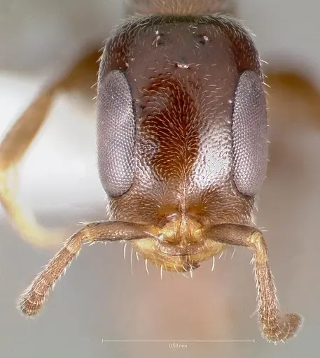 Pseudomyrmex eduardi specimen CASENT0005873 image casent0005873_2