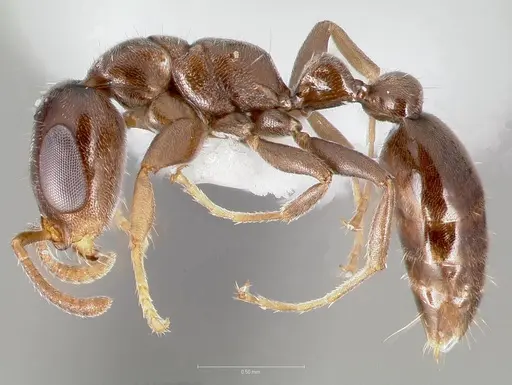 Pseudomyrmex eduardi specimen CASENT0005873 image casent0005873_3