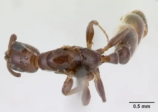 Pseudomyrmex eduardi specimen CASENT0178617 image casent0178617_1