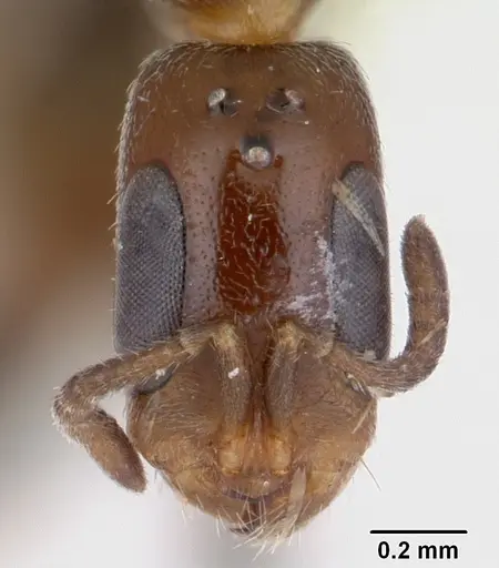 Pseudomyrmex eduardi specimen CASENT0178617 image casent0178617_2