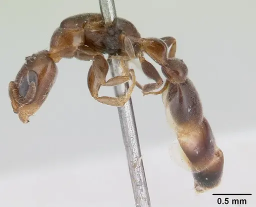 Pseudomyrmex eduardi specimen CASENT0178617 image casent0178617_3