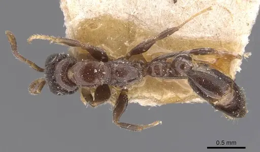 Pseudomyrmex eduardi specimen CASENT0907534 image casent0907534_1