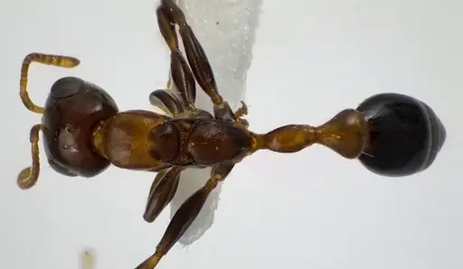 Pseudomyrmex ejectus specimen ANTWEB1041604 image antweb1041604_1