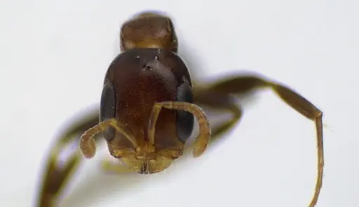 Pseudomyrmex ejectus specimen ANTWEB1041604 image antweb1041604_2