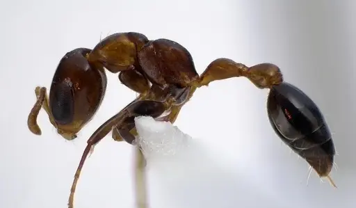 Pseudomyrmex ejectus specimen ANTWEB1041604 image antweb1041604_3