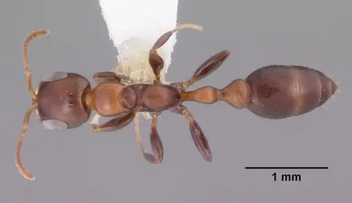 Pseudomyrmex ejectus specimen CASENT0102683 image casent0102683_1