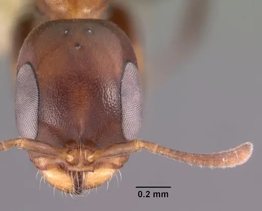 Pseudomyrmex ejectus specimen CASENT0102683 image casent0102683_2
