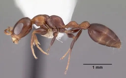 Pseudomyrmex ejectus specimen CASENT0102683 image casent0102683_3