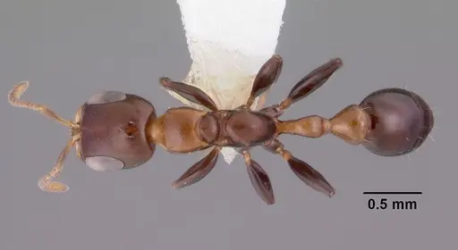 Pseudomyrmex ejectus specimen CASENT0102684 image casent0102684_1