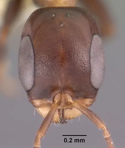 Pseudomyrmex ejectus specimen CASENT0102684 image casent0102684_2