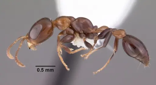Pseudomyrmex ejectus specimen CASENT0102684 image casent0102684_3