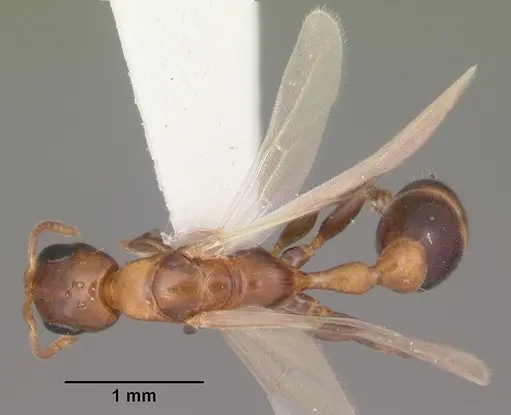 Pseudomyrmex ejectus specimen CASENT0103836 image casent0103836_1