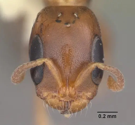 Pseudomyrmex ejectus specimen CASENT0103836 image casent0103836_2
