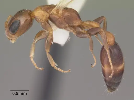 Pseudomyrmex ejectus specimen CASENT0103836 image casent0103836_3