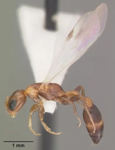 Pseudomyrmex ejectus specimen CASENT0103836 image casent0103836_4