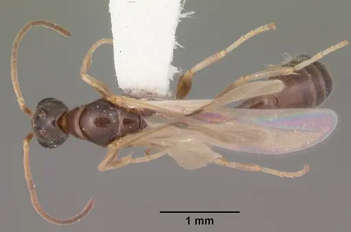 Pseudomyrmex ejectus specimen CASENT0104241 image casent0104241_1