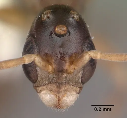 Pseudomyrmex ejectus specimen CASENT0104241 image casent0104241_2