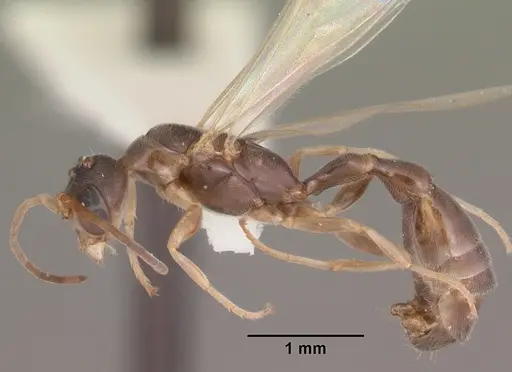 Pseudomyrmex ejectus specimen CASENT0104241 image casent0104241_3