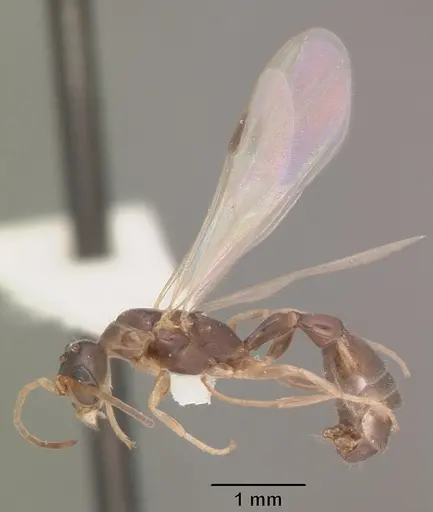 Pseudomyrmex ejectus specimen CASENT0104241 image casent0104241_4