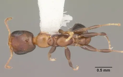 Pseudomyrmex ejectus specimen CASENT0104280 image casent0104280_1