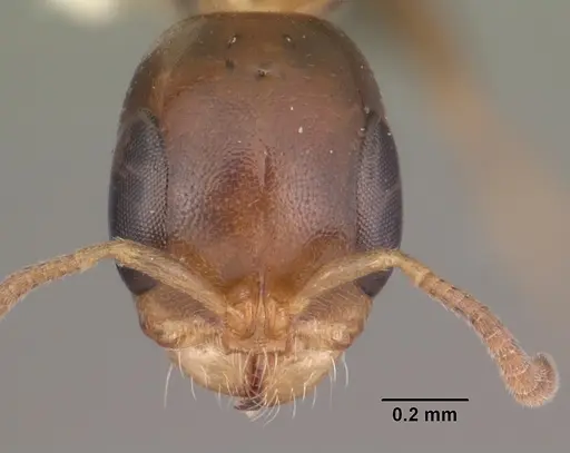 Pseudomyrmex ejectus specimen CASENT0104280 image casent0104280_2