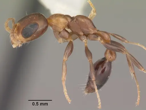 Pseudomyrmex ejectus specimen CASENT0104280 image casent0104280_3