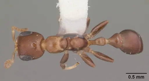 Pseudomyrmex ejectus specimen CASENT0104314 image casent0104314_1