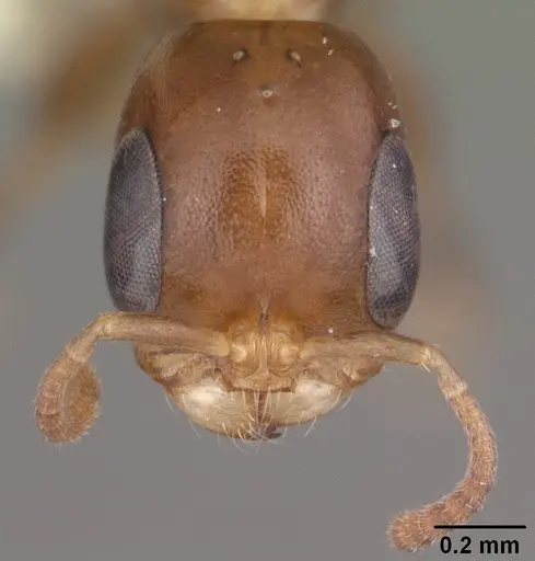 Pseudomyrmex ejectus specimen CASENT0104314 image casent0104314_2