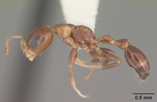 Pseudomyrmex ejectus specimen CASENT0104314 image casent0104314_3