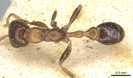 Pseudomyrmex ejectus specimen CASENT0902894 image casent0902894_1