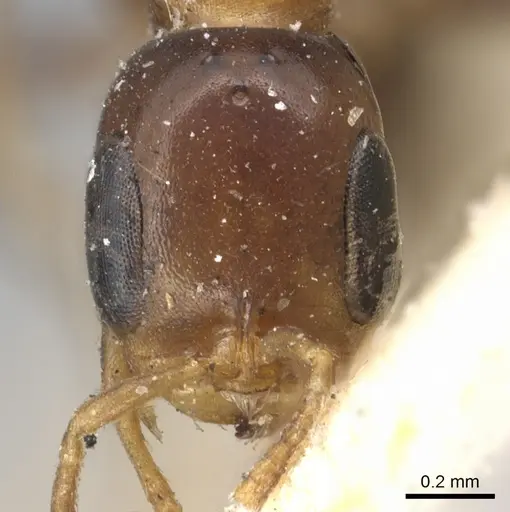 Pseudomyrmex ejectus specimen CASENT0902894 image casent0902894_2