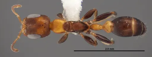 Pseudomyrmex ejectus specimen FMNHINS0000088651 image fmnhins0000088651_1
