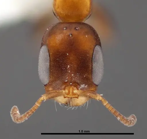 Pseudomyrmex ejectus specimen FMNHINS0000088651 image fmnhins0000088651_2
