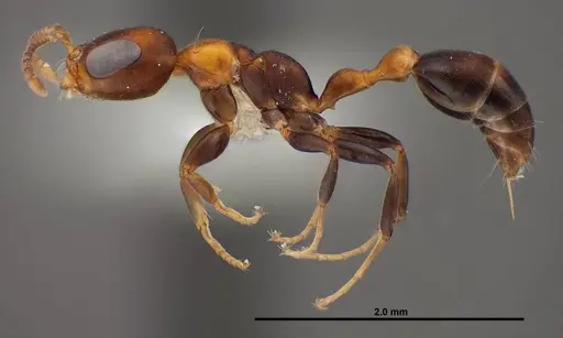 Pseudomyrmex ejectus specimen FMNHINS0000088651 image fmnhins0000088651_3
