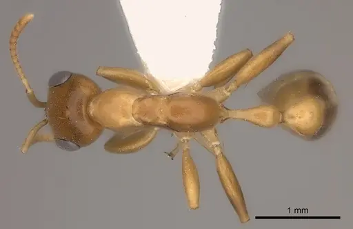 Pseudomyrmex elongatulus specimen CASENT0217577 image casent0217577_1