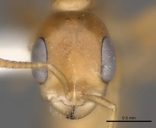 Pseudomyrmex elongatulus specimen CASENT0217577 image casent0217577_2