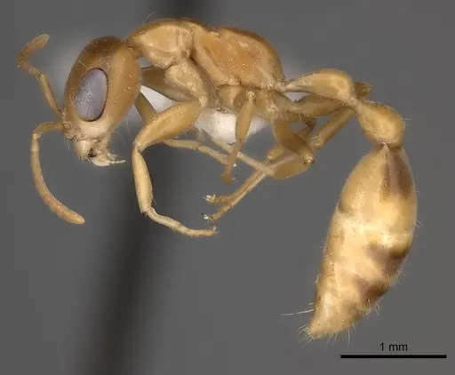 Pseudomyrmex elongatulus specimen CASENT0217577 image casent0217577_3
