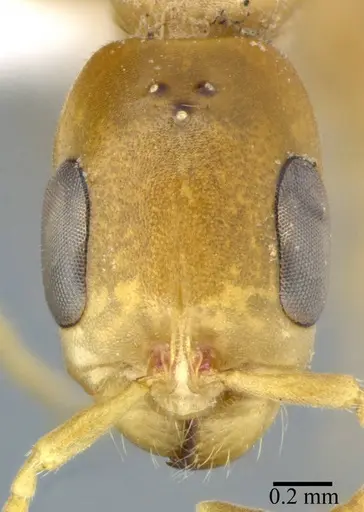 Pseudomyrmex elongatulus specimen CASENT0246304 image casent0246304_2