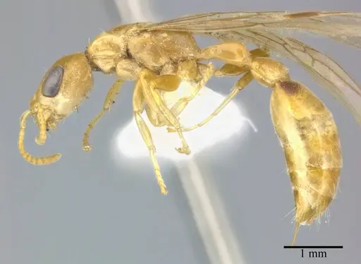 Pseudomyrmex elongatulus specimen CASENT0246304 image casent0246304_3