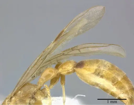 Pseudomyrmex elongatulus specimen CASENT0246304 image casent0246304_4