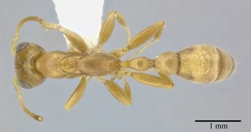 Pseudomyrmex elongatulus specimen CASENT0246351 image casent0246351_1