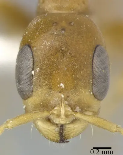 Pseudomyrmex elongatulus specimen CASENT0246351 image casent0246351_2