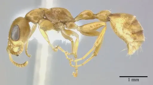 Pseudomyrmex elongatulus specimen CASENT0246351 image casent0246351_3