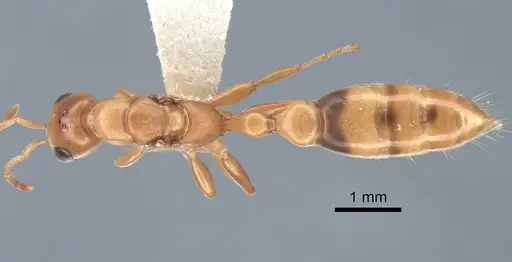 Pseudomyrmex elongatulus specimen CASENT0762874 image casent0762874_1
