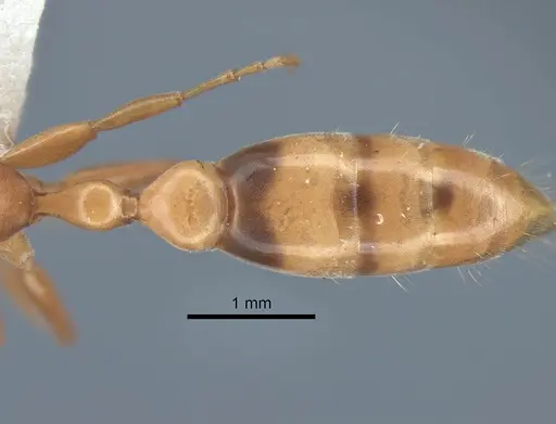 Pseudomyrmex elongatulus specimen CASENT0762874 image casent0762874_2