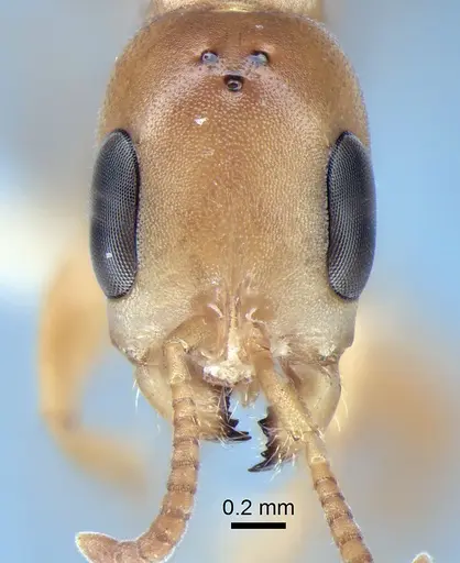 Pseudomyrmex elongatulus specimen CASENT0762874 image casent0762874_3